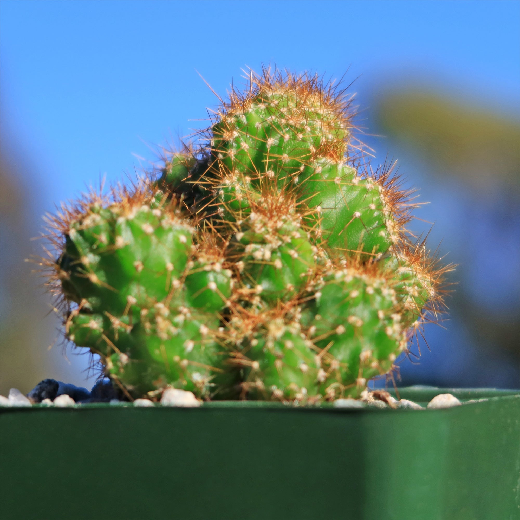 5gal Cactus Cereus Peruvianus plant photo