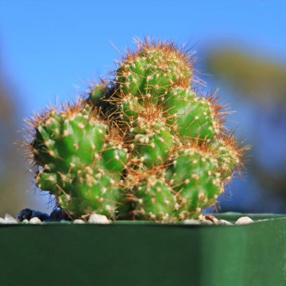 5gal Cactus Cereus Peruvianus plant photo