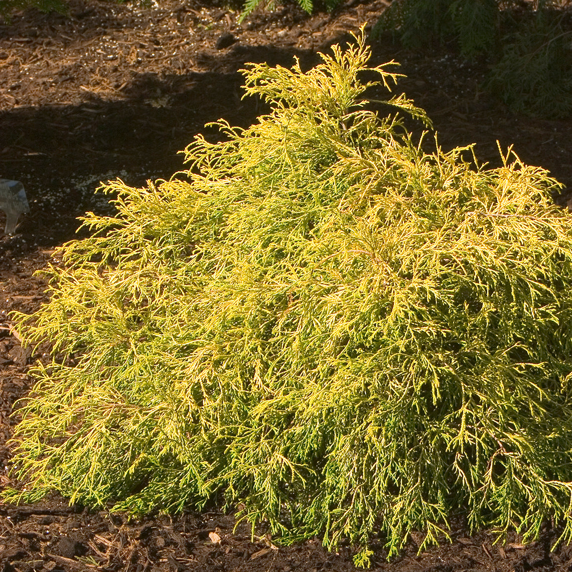 False Cypress &
