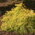 False Cypress &