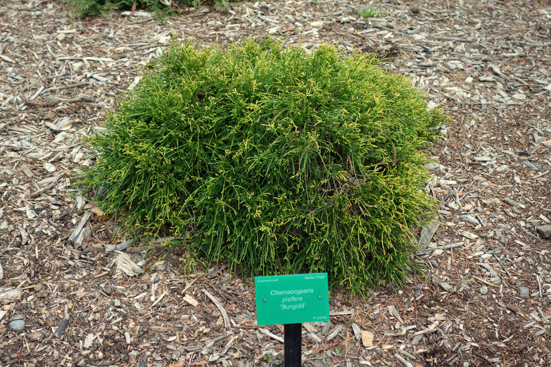 False Cypress &