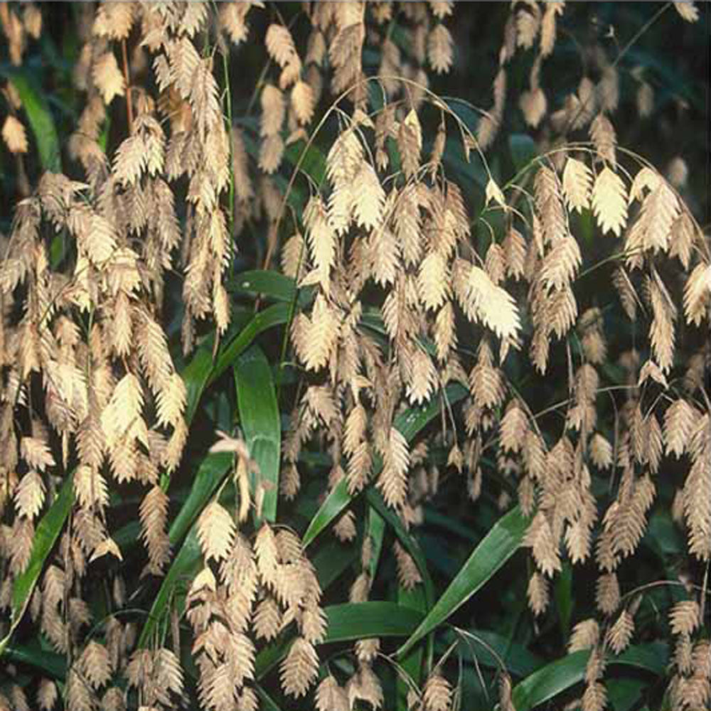 Grass Chasmanthium lat River Oats 1 gal – Rolling Ridge Nursery