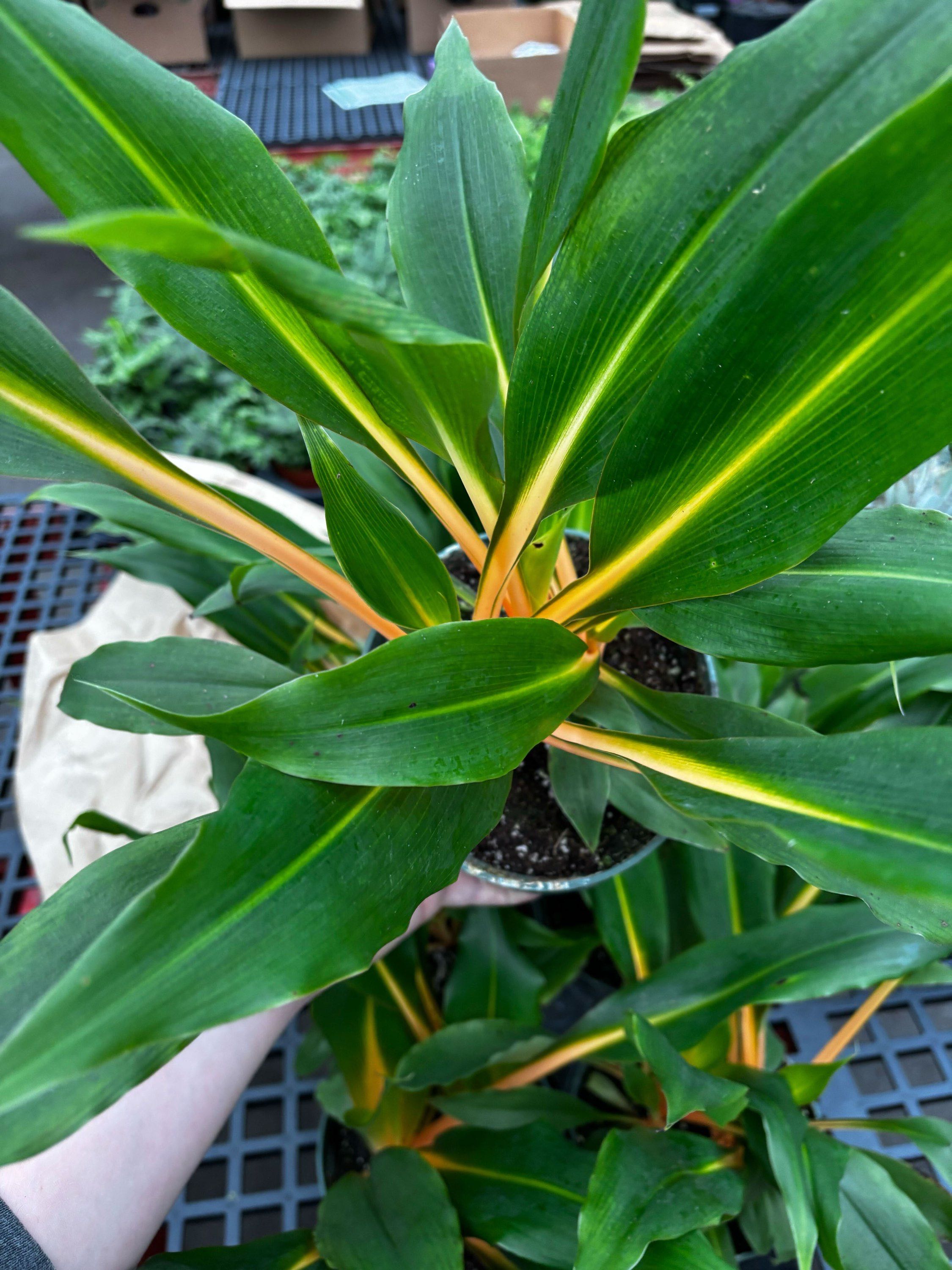 6" Chlorophytum Mandarine