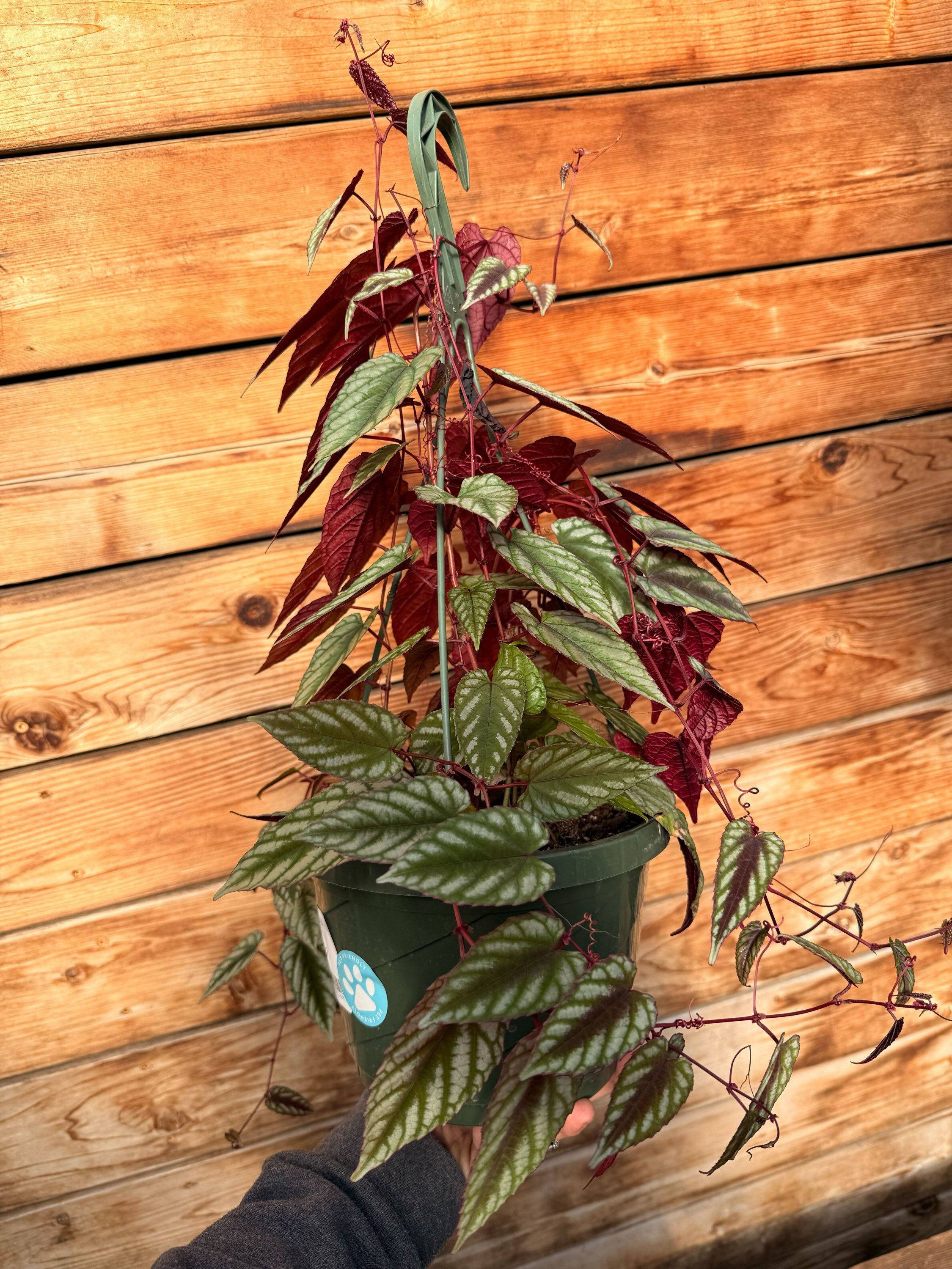 8" Cissus Discolor