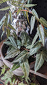 Cissus Amazonica
