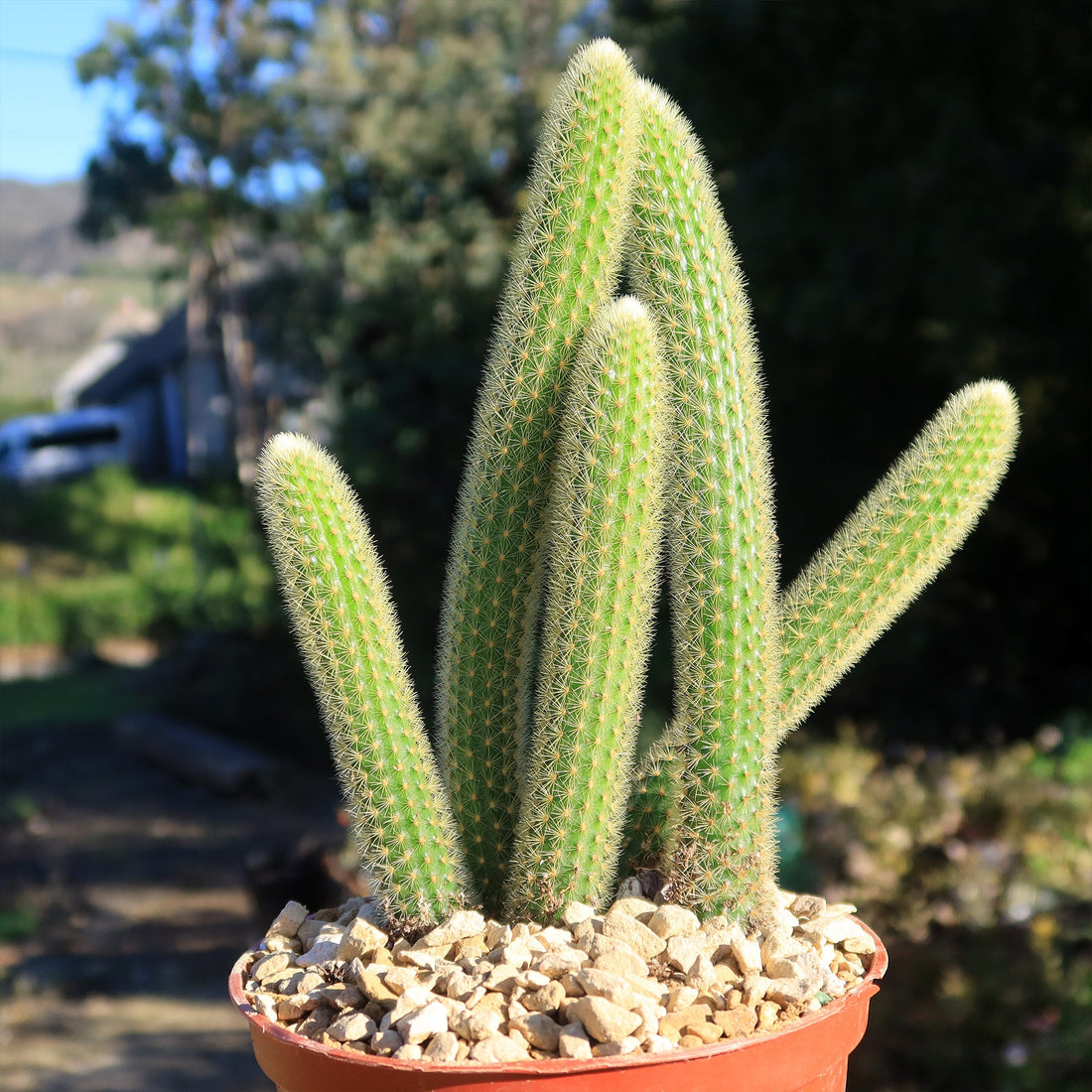 4" Cactus Orange Monkey Tail plant photo