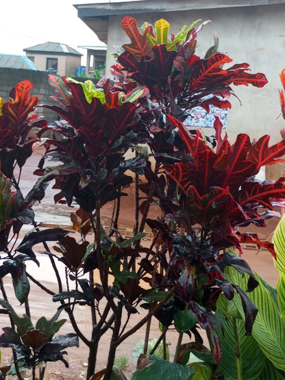 12" Croton plant photo