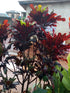 12" Croton plant photo