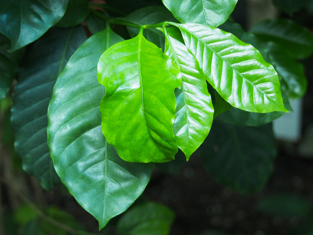 2" Coffee Plant plant photo