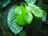 4" Coffee Plant plant photo