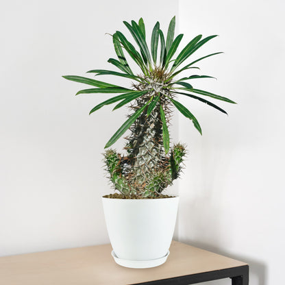 6" Cactus Madagascar Palm plant photo