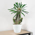 6" Cactus Madagascar Palm plant photo