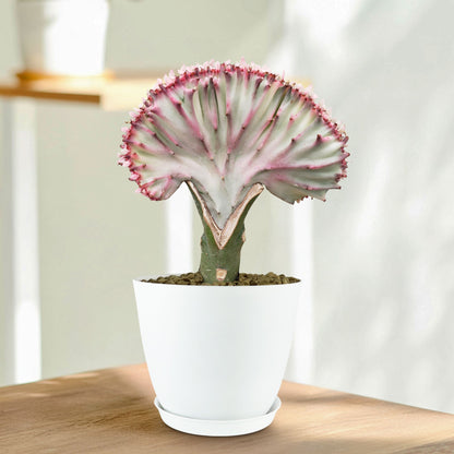 8" Senecio Pickle Plant plant photo