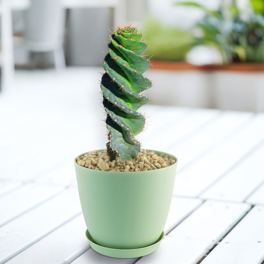 1gal Cactus Spiral plant photo