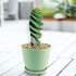 1gal Cactus Spiral plant photo