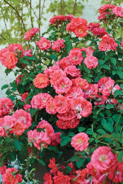 Rose &