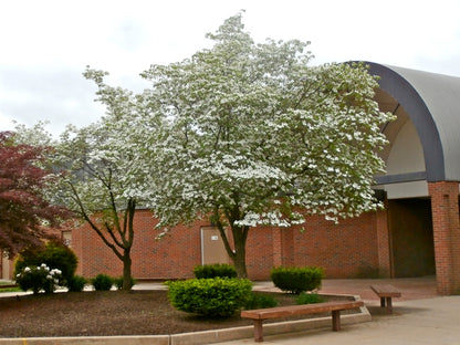 Dogwood Native 