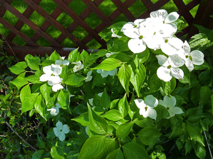 Dogwood &