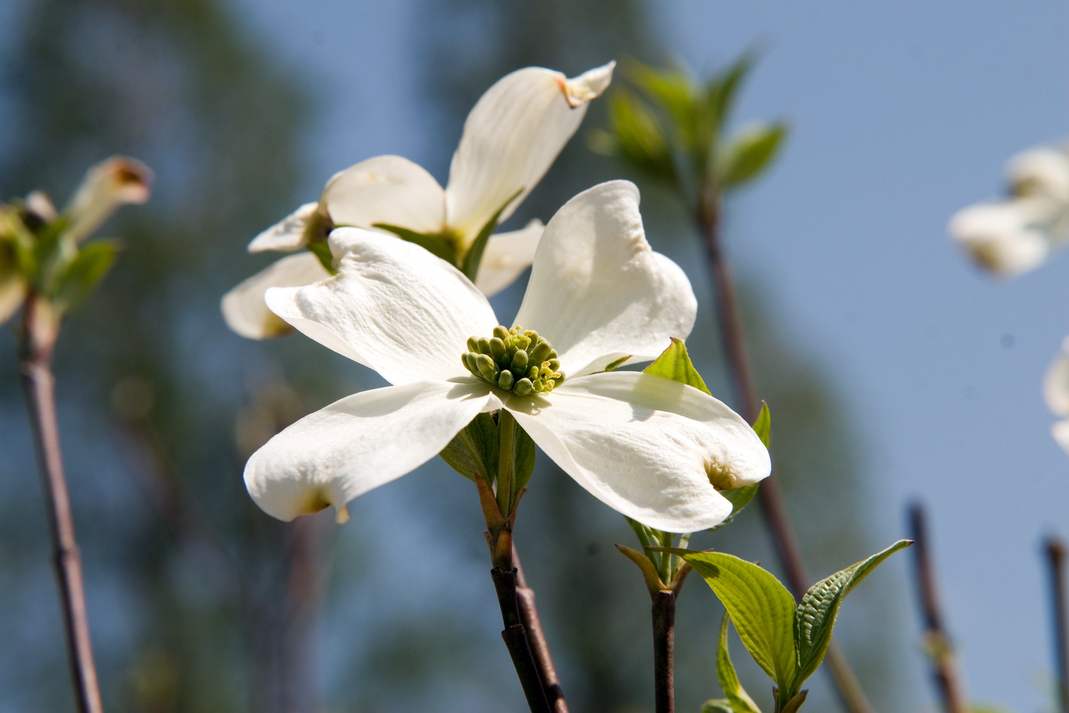 Dogwood &