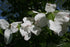 Dogwood &