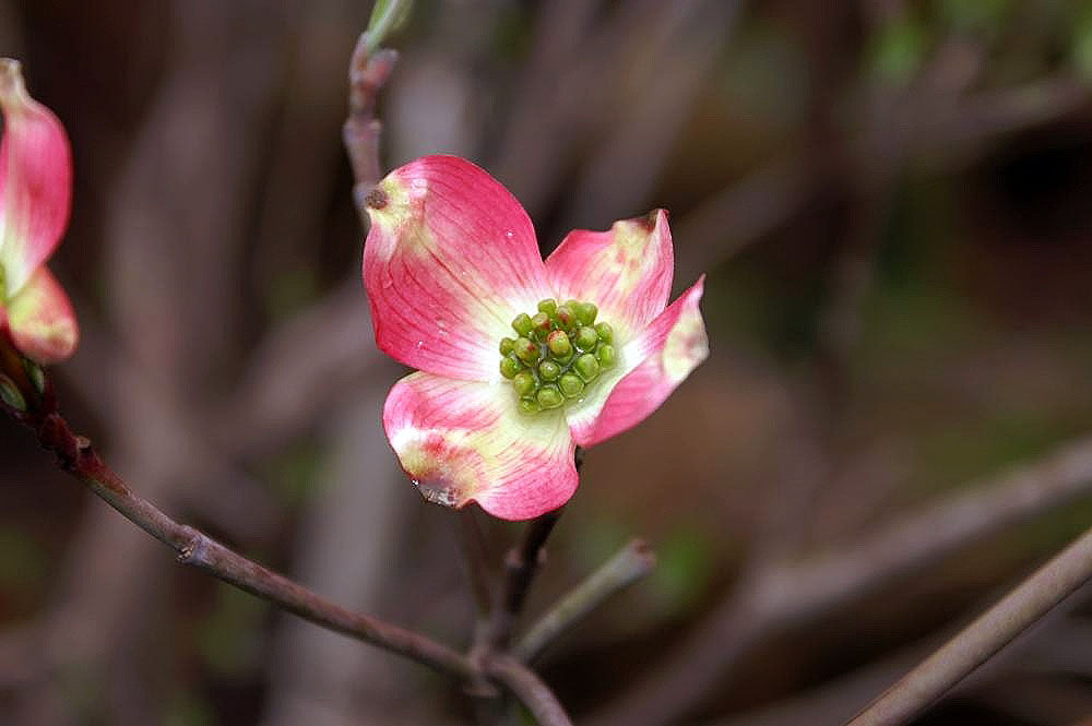 Dogwood &