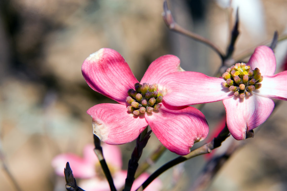 Dogwood &