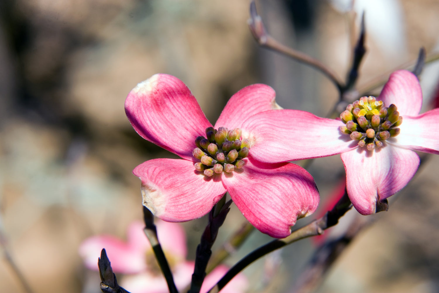 Dogwood &