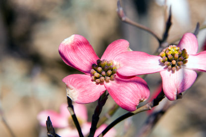 Dogwood &