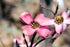 Dogwood &