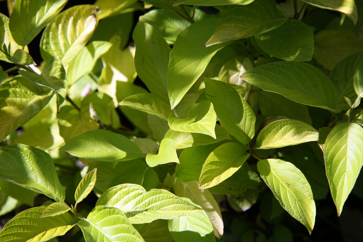 Dogwood &