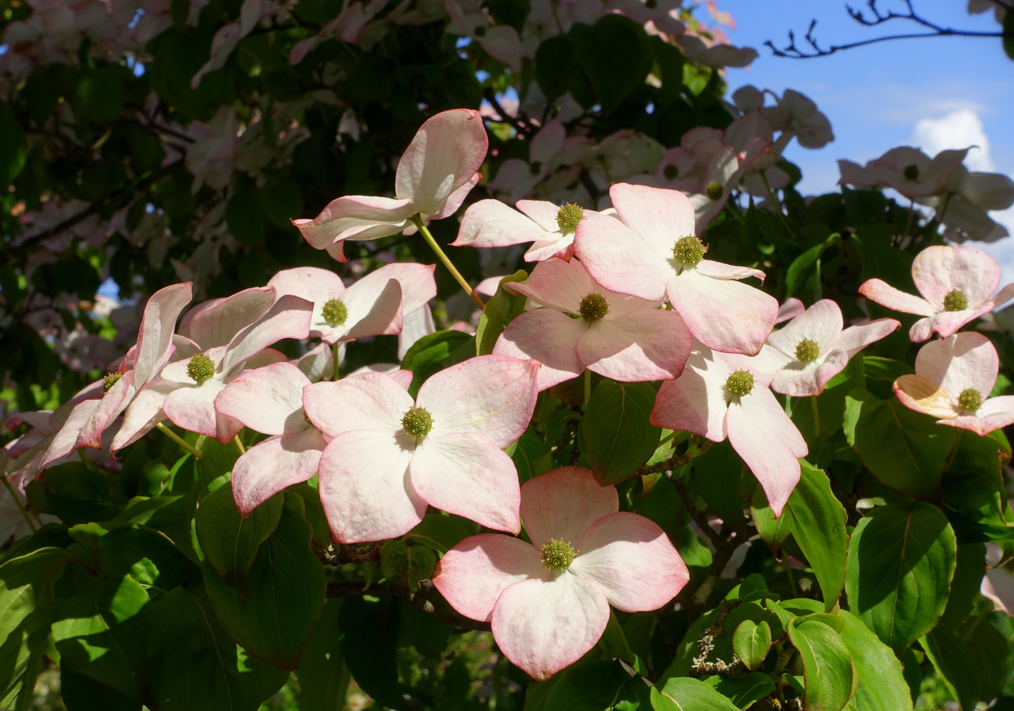 Dogwood &