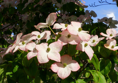 Dogwood &