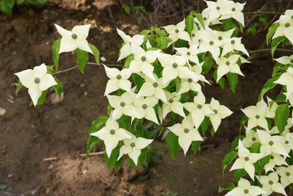 Dogwood &