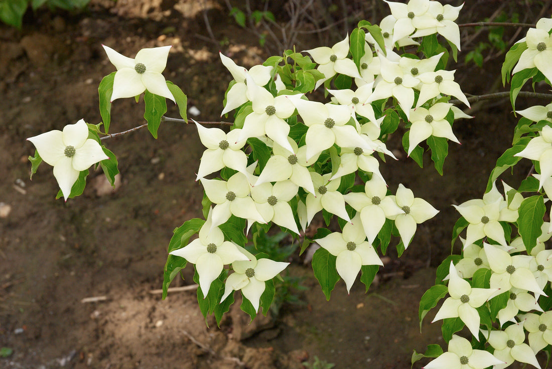 Dogwood kousa &