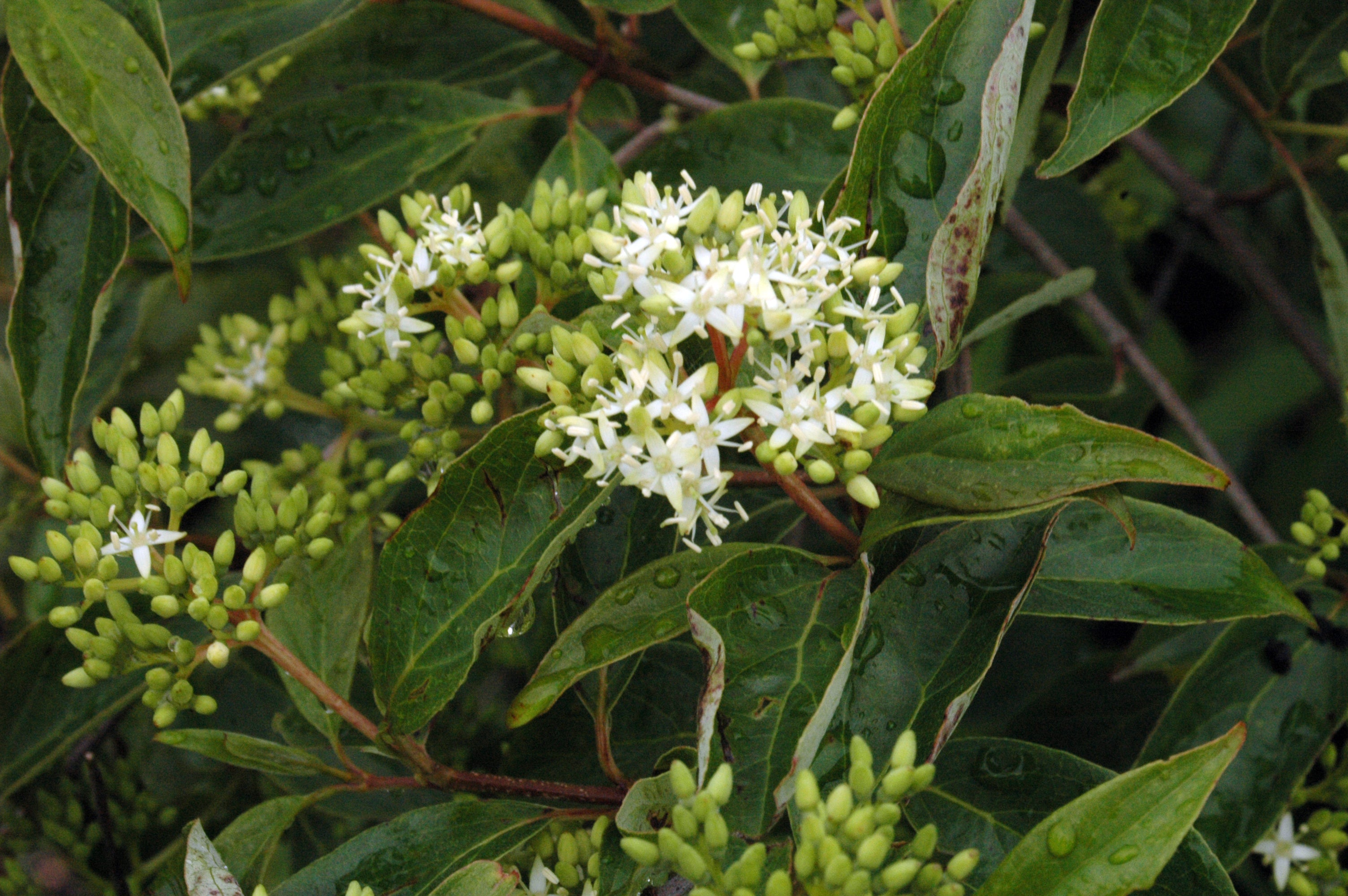 Dogwood &