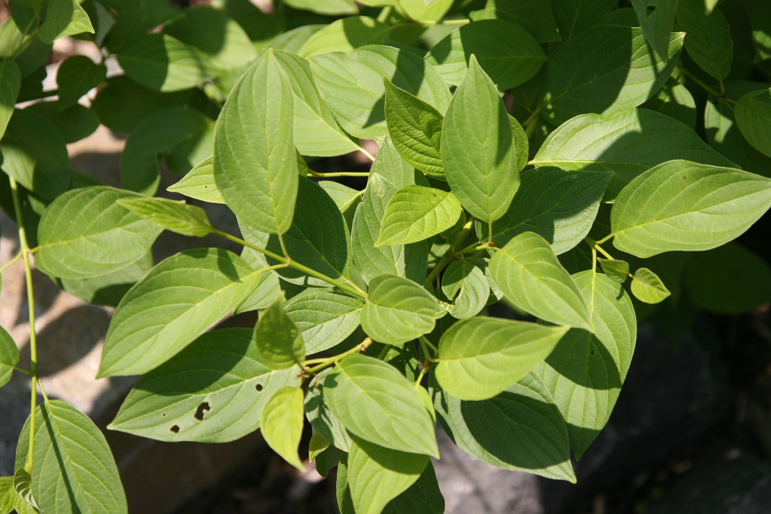 Dogwood &