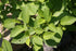 Dogwood &