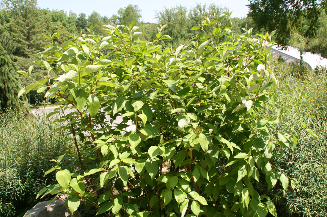 Dogwood &