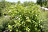 Dogwood &