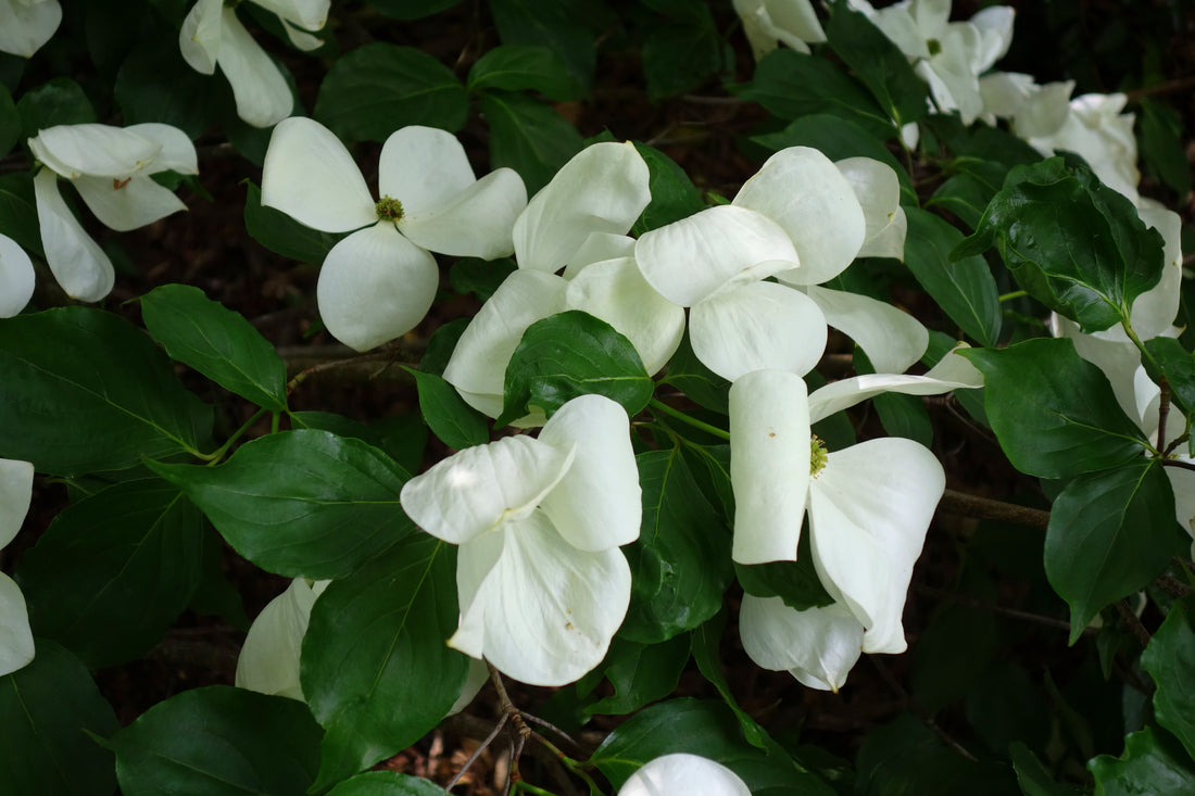 Dogwood &