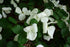 Dogwood &