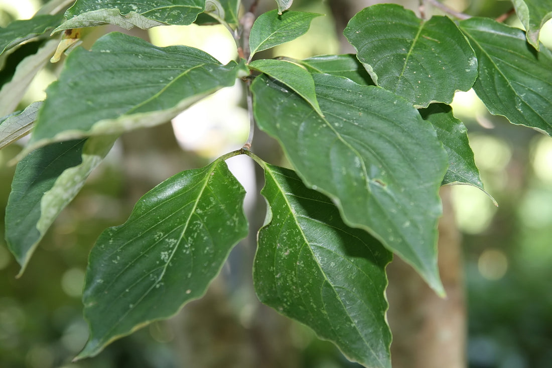 Dogwood &