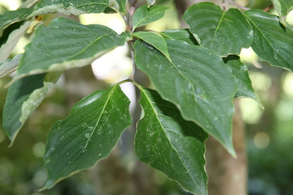 Dogwood &