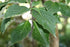 Dogwood &