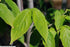 Dogwood &