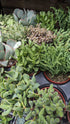 Crassula Stacking