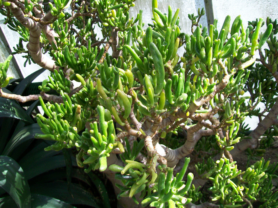 4" Jade Gollum plant photo