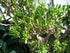 4" Jade Gollum plant photo
