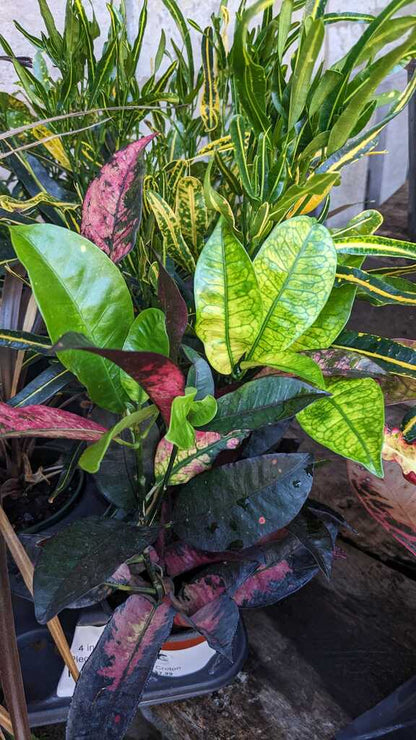 Croton
