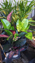 Croton